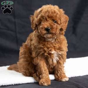 Abbie, Toy Poodle Puppy